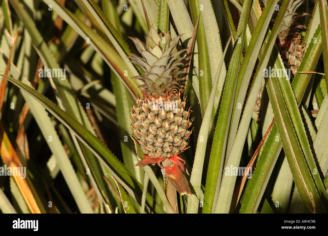 Close up of a pineapple bush Moorea Tahiti French Polynesia South