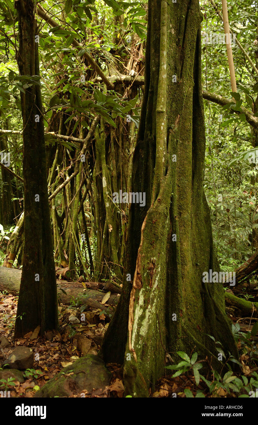 Lush dense forest hi-res stock photography and images - Alamy