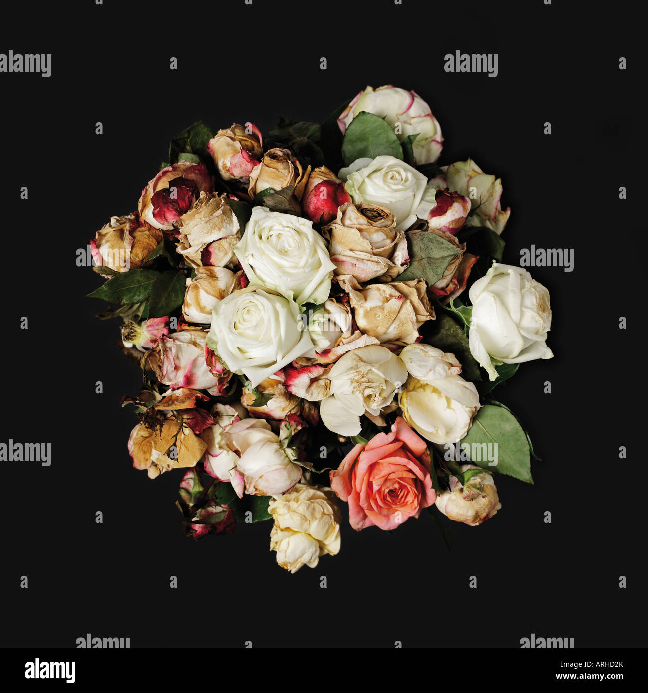 Bunch of wilted roses on black background Stock Photo