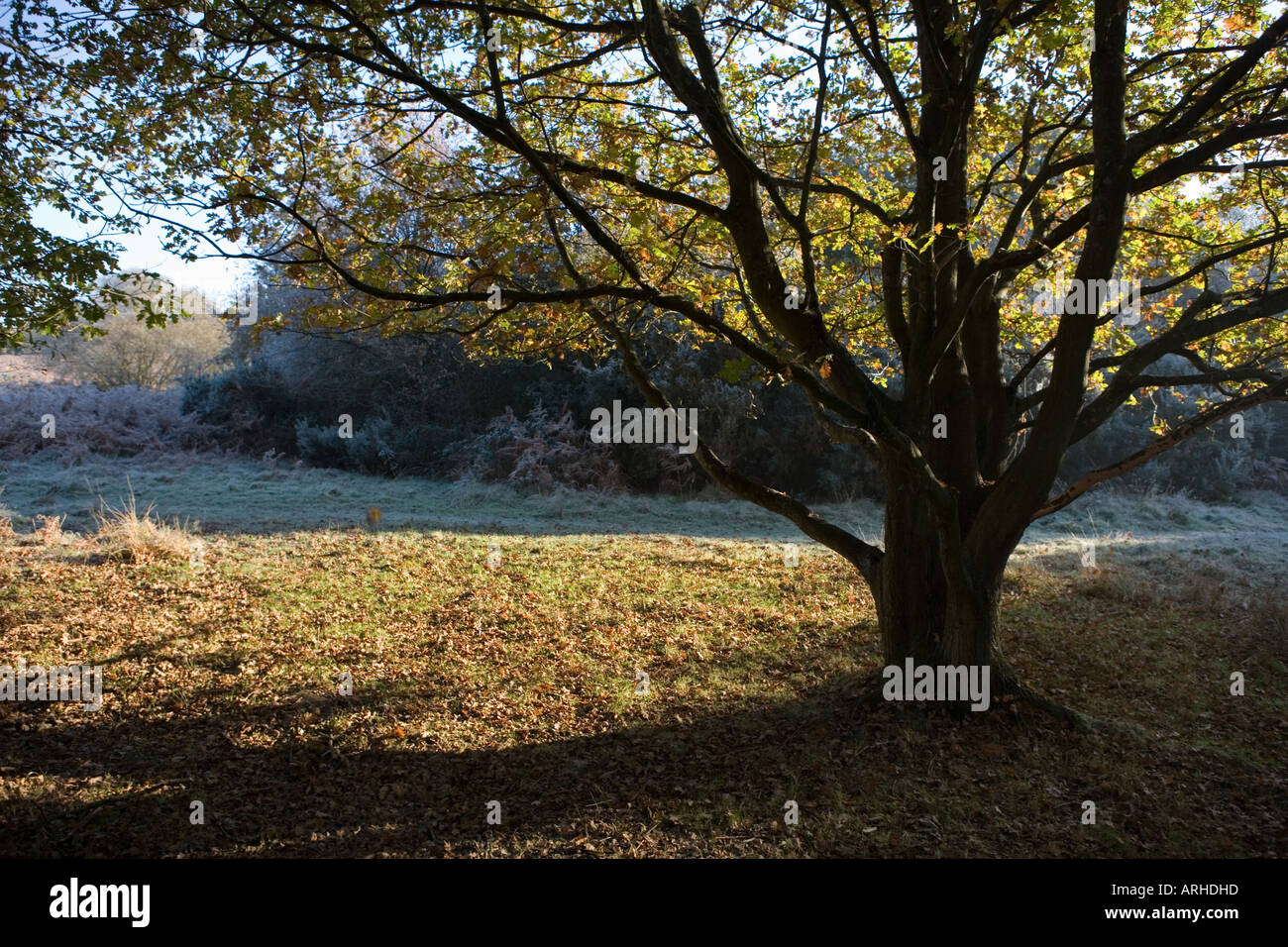 COMMON NAME Woodland Oak tree LATIN NAME Quercus Stock Photo Alamy