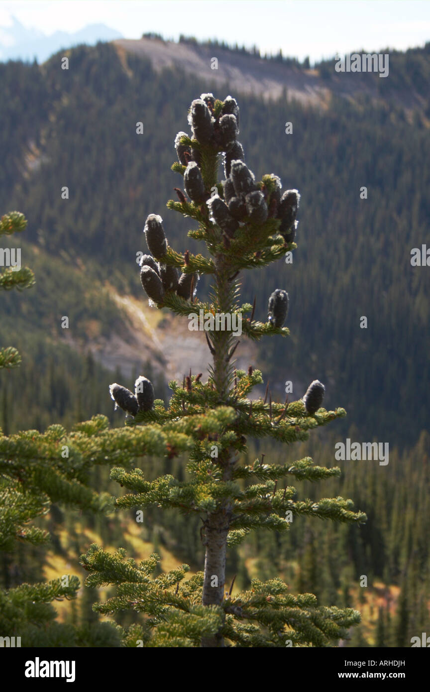 Pine cones on Emerald Triangle Trail near Emerald Lake Yoho National Park British Columbia Canada Stock Photo