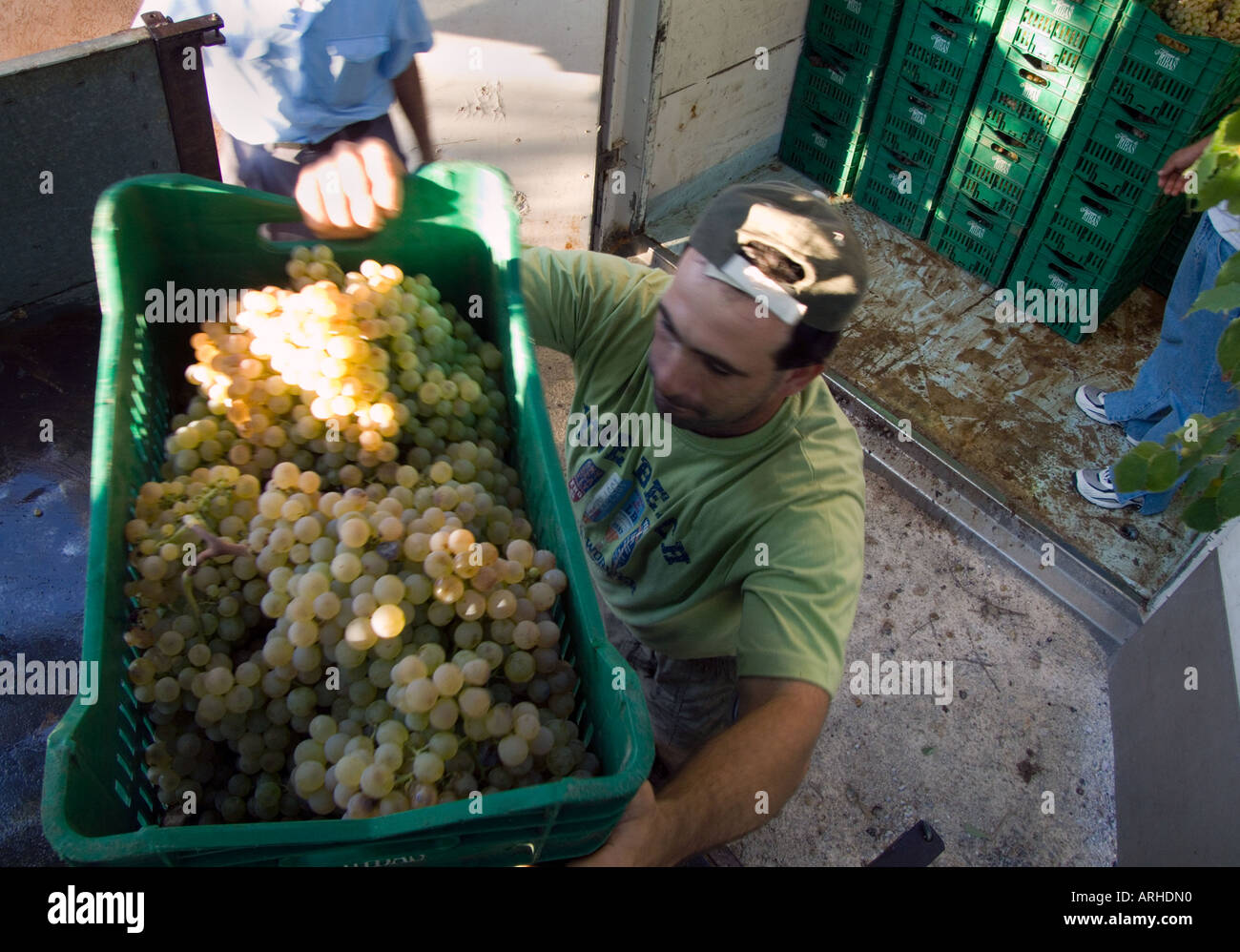 Consell Mallorca Spain Unloading grapes for wine production at Bodegas Ribas Stock Photo