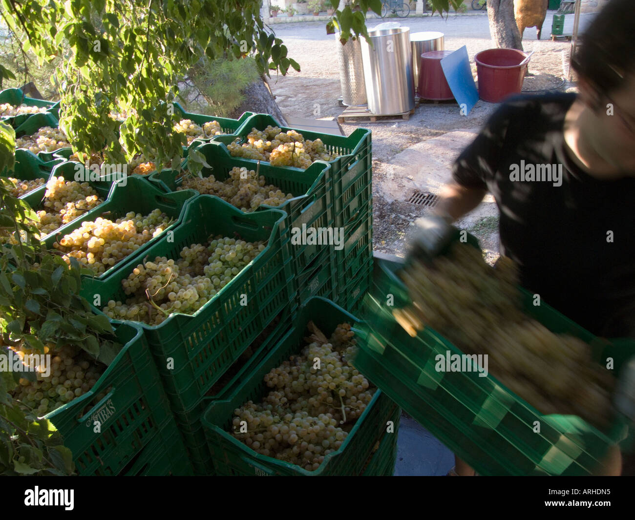 Consell Mallorca Spain Unloading grapes for wine production at Bodegas Ribas Stock Photo