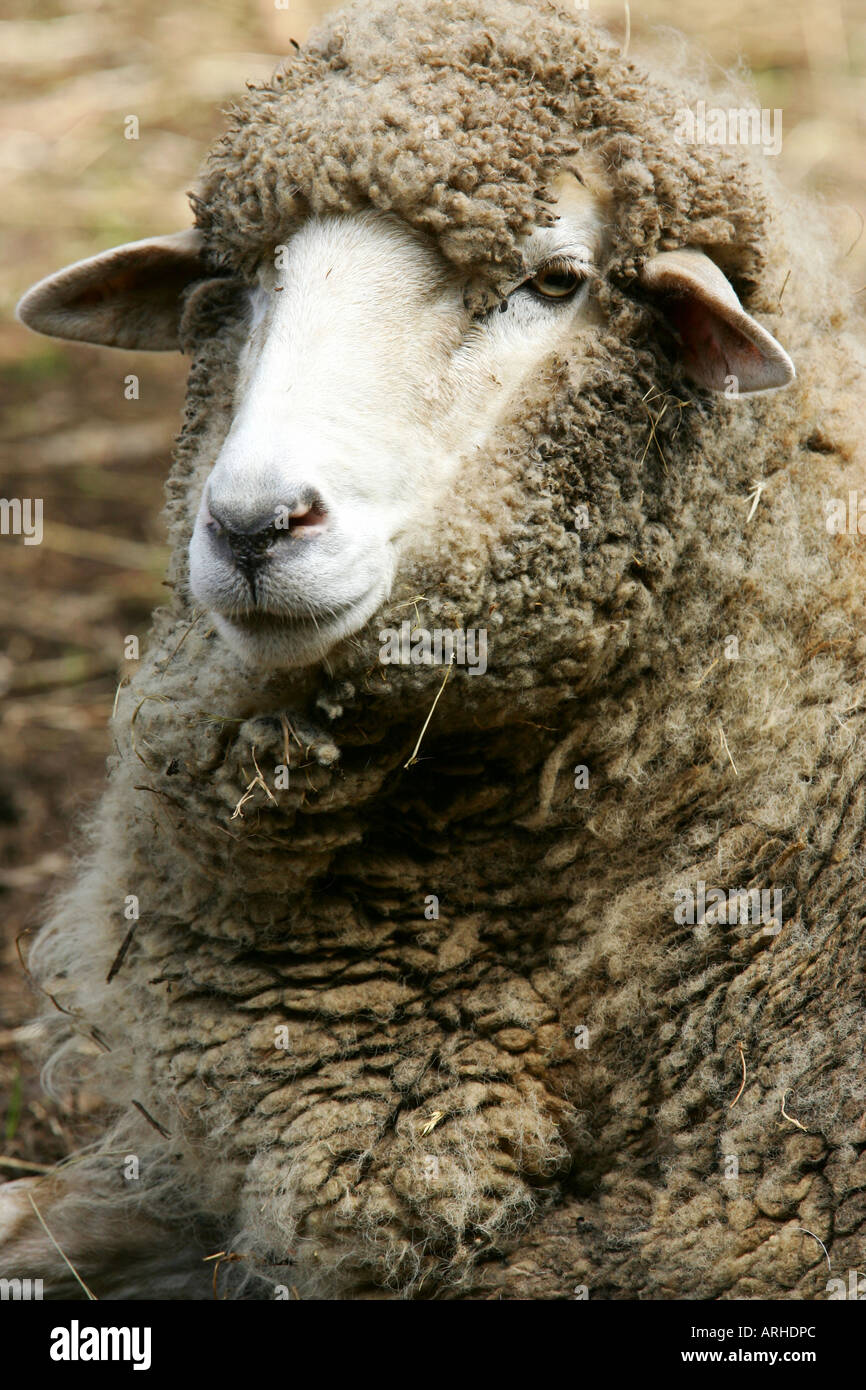 Australian marinos hi-res stock photography and images - Alamy