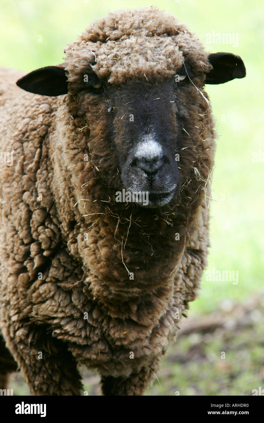 Australian marinos hi-res stock photography and images - Alamy