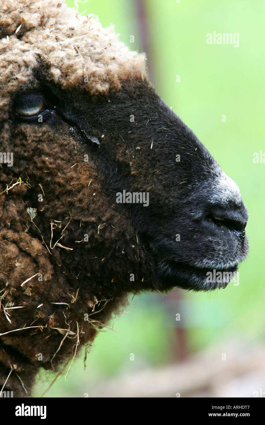 Australian marinos hi-res stock photography and images - Alamy