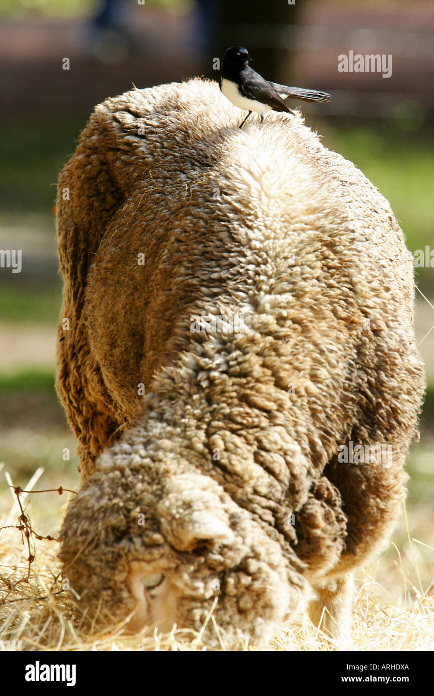 Australian marinos hi-res stock photography and images - Alamy