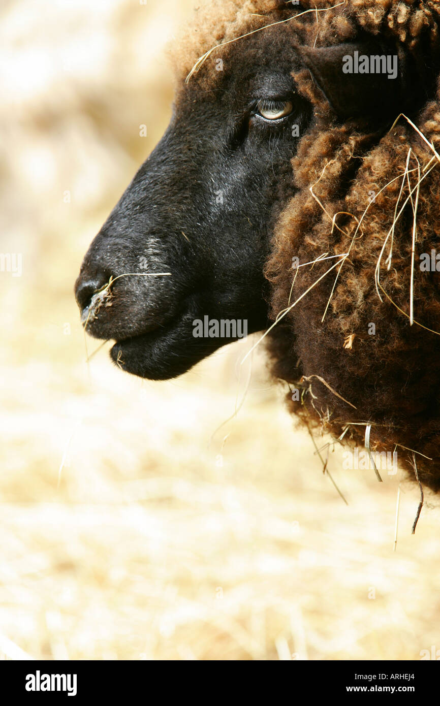 Australian marinos hi-res stock photography and images - Alamy