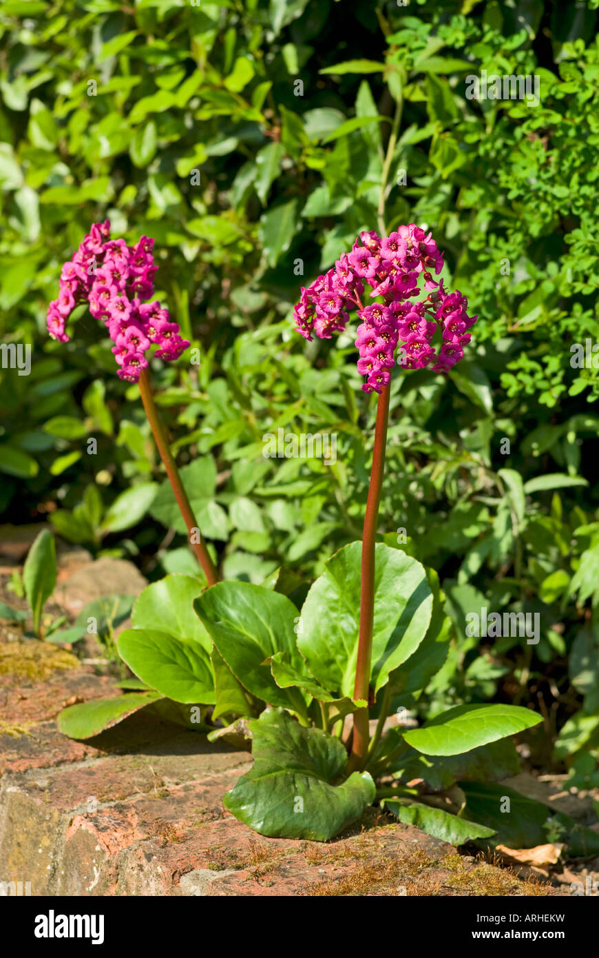 Two flower heads of bergenia cordifolia in a garden border backed by shrubs Stock Photo