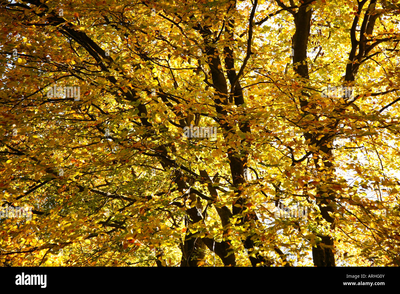 Beech trees in autumn Stock Photo Alamy