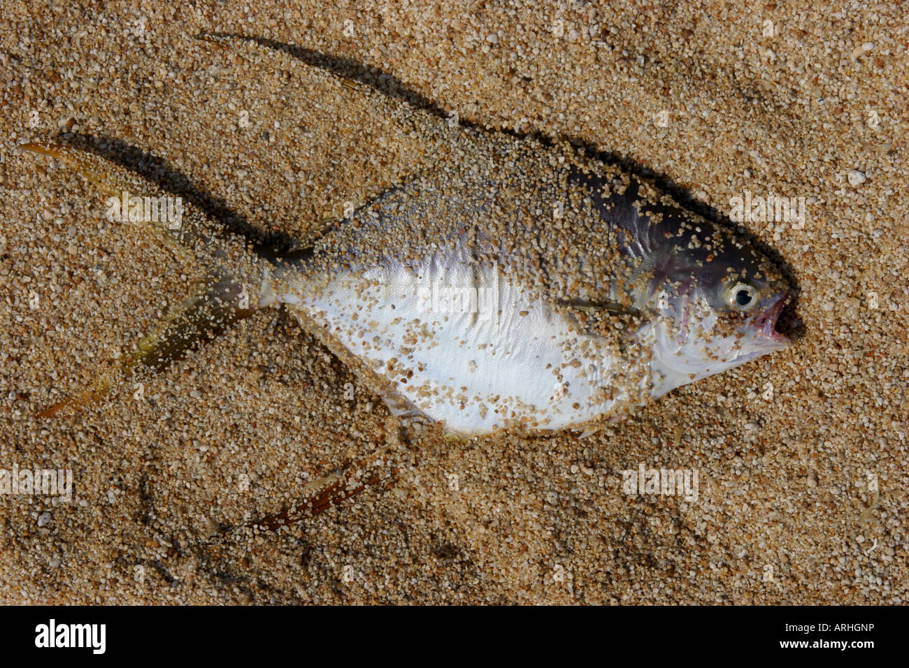 fish stranded on beach Stock Photo