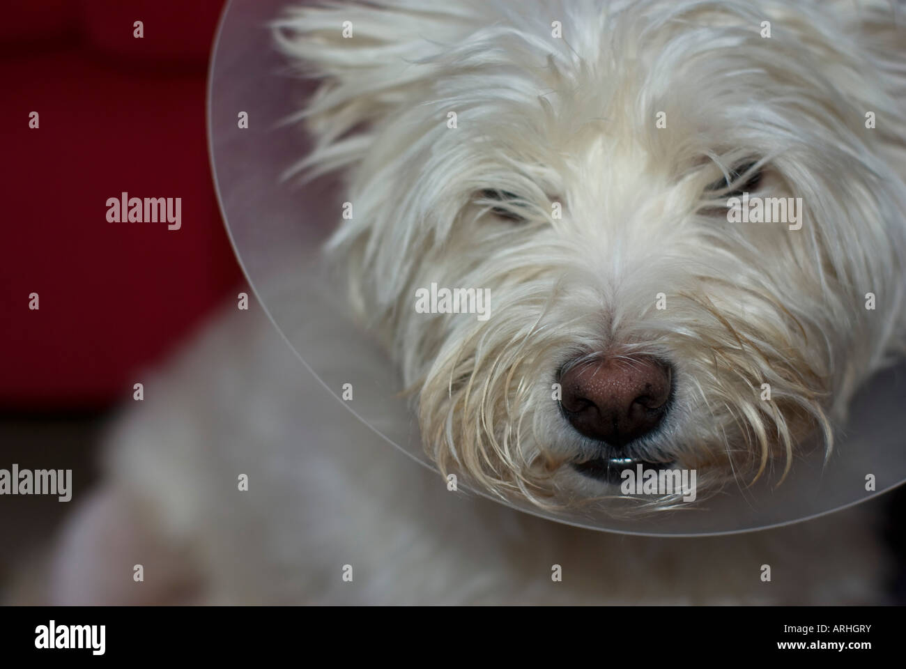 Dog with cone collar Elizabethan collar to stop licking stitched wound