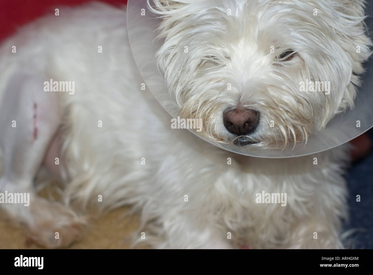 How Do I Get My Dog To Stop Licking His Tail Wound