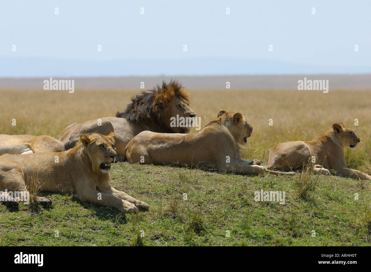 Lion Pride Maasai Mara Kenya Stock Photo Alamy Lion Pride Maasai Mara Kenya Stock Photo Alamy
