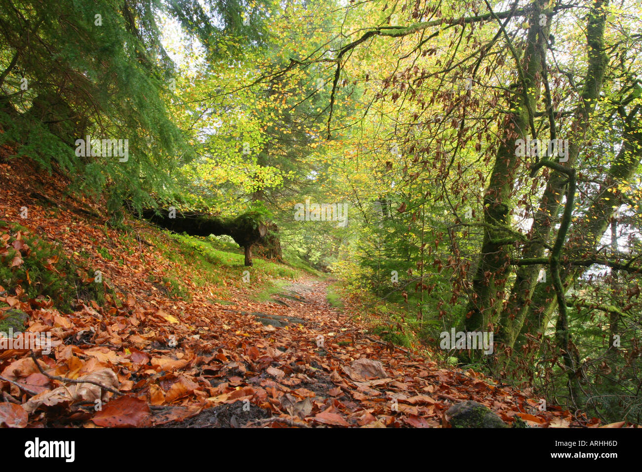 autumn trees at arboretum Stock Photo