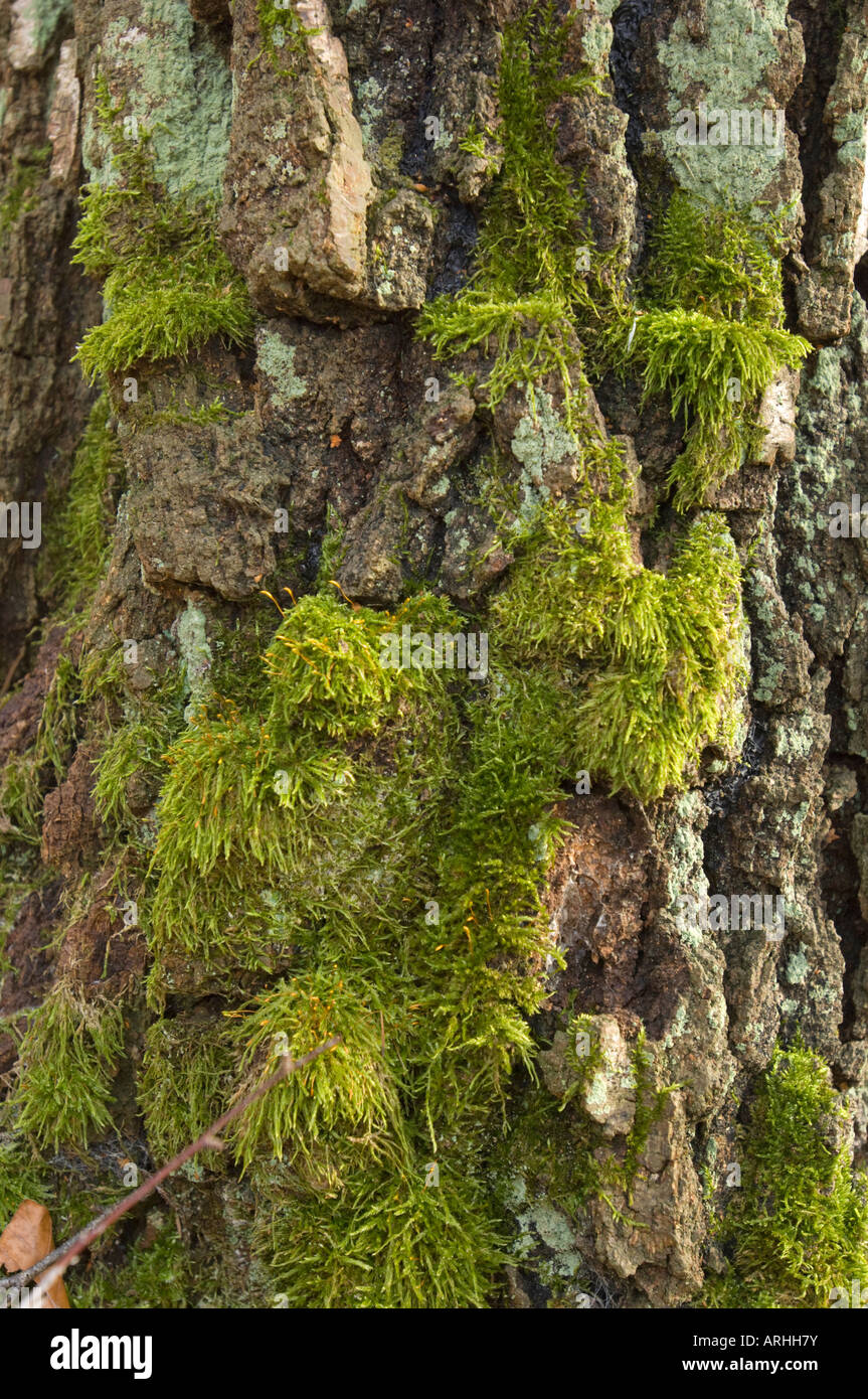 green moss on tree branch spring limb knot perch bough winter