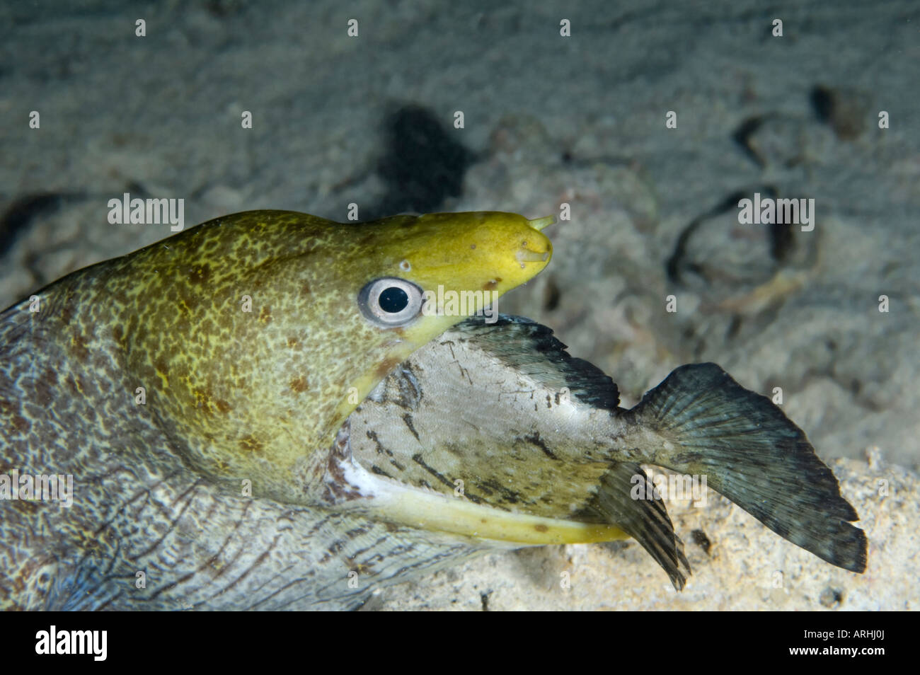 Rabbit fish hi-res stock photography and images - Alamy