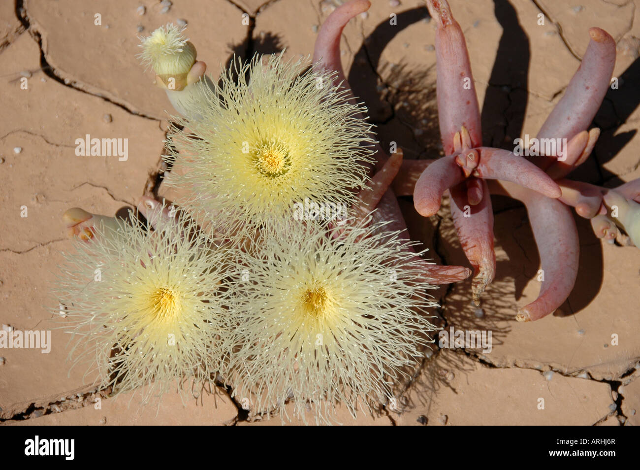 White vygie on parched desert land in Namibia. Stock Photo