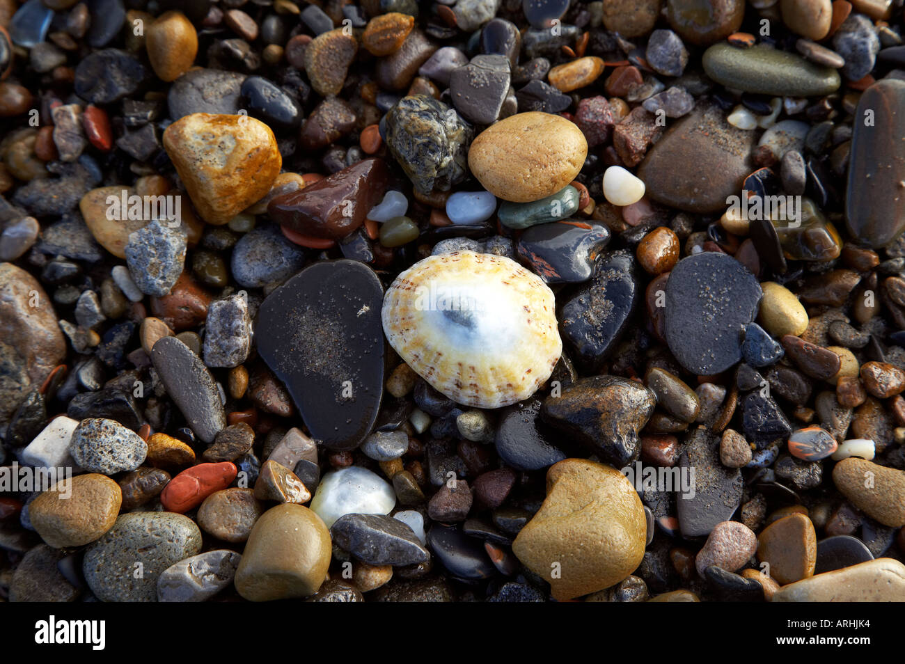 Beach pebbles with Limpet Shell Runswick Bay Stock Photo - Alamy