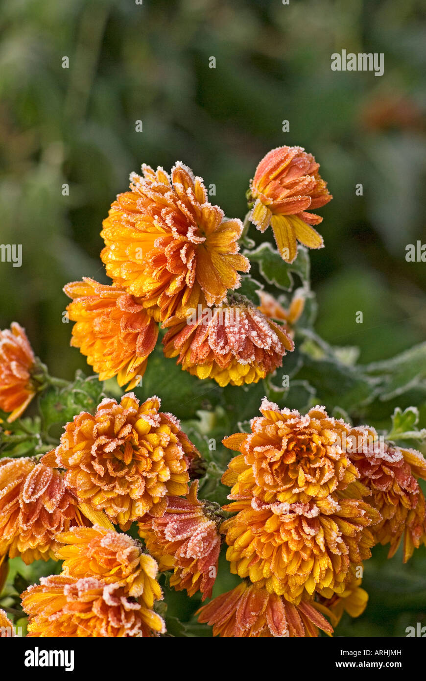 Chrysanthemum orange double hi-res stock photography and images - Alamy