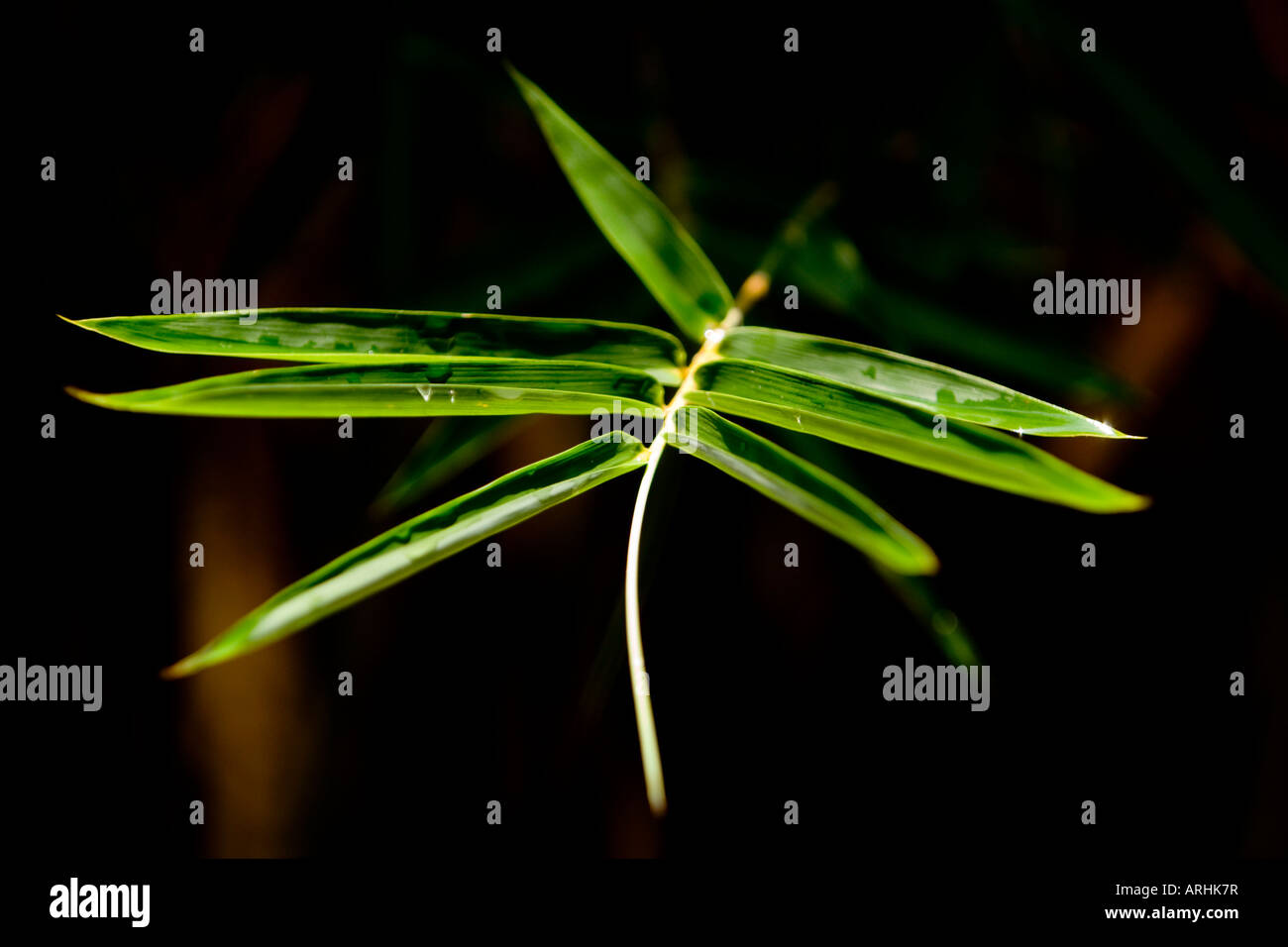 Abstract bamboo with water droplets Stock Photo