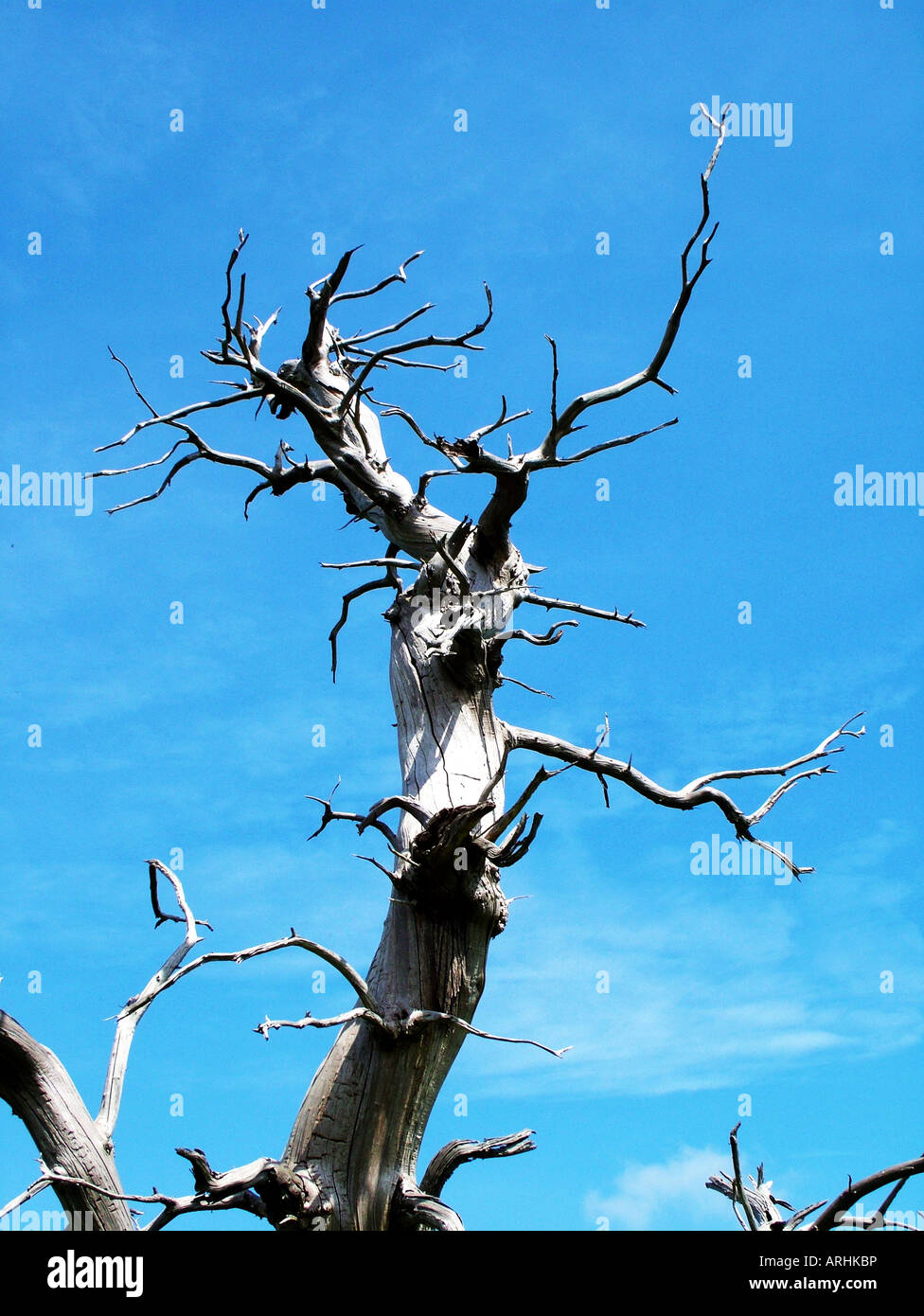 Dead rotten lifeless hires stock photography and images Alamy