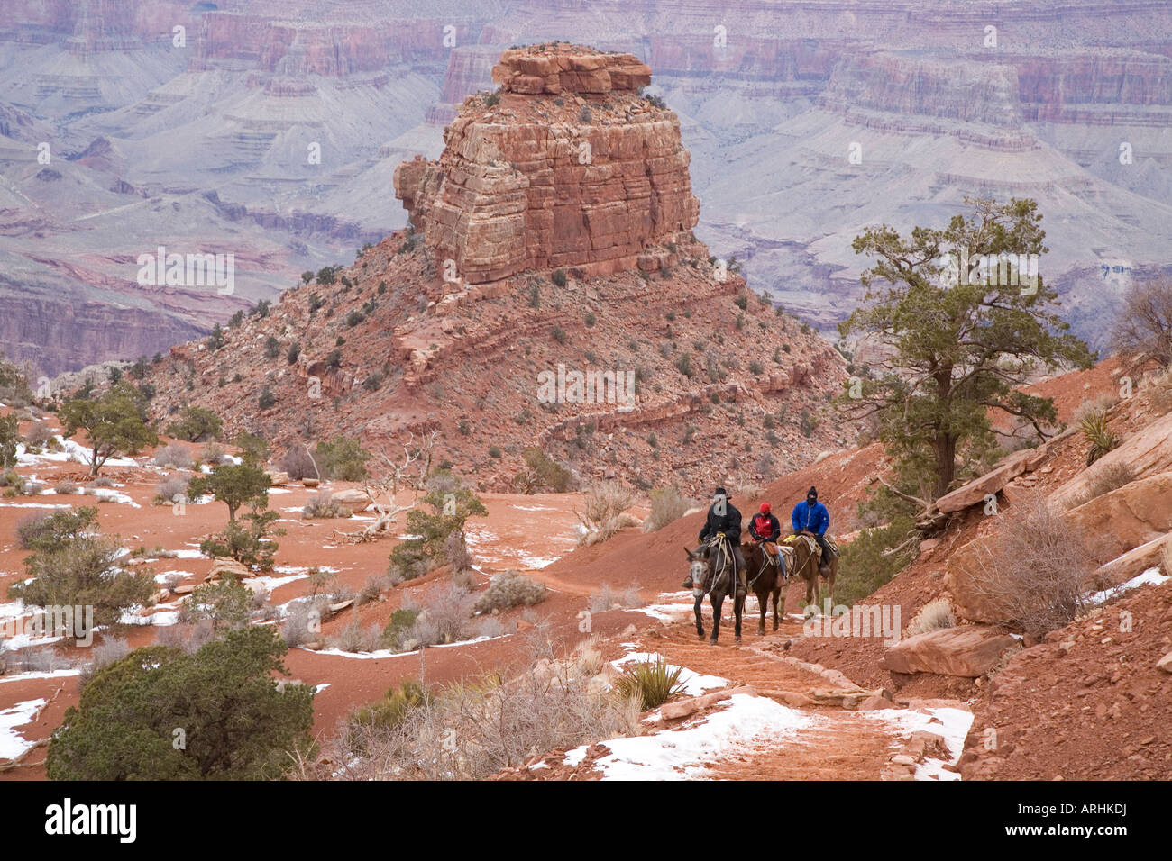 A mule train climbs the South Kaibab Trail in the Grand Canyon in