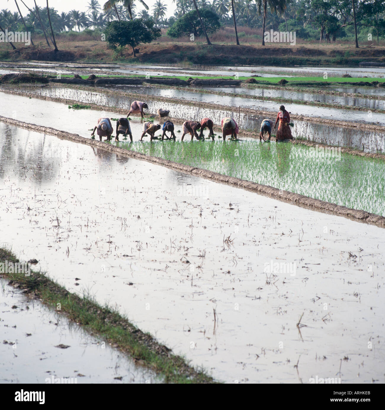 People working in paddy fields in the south of Goa, India Stock Photo