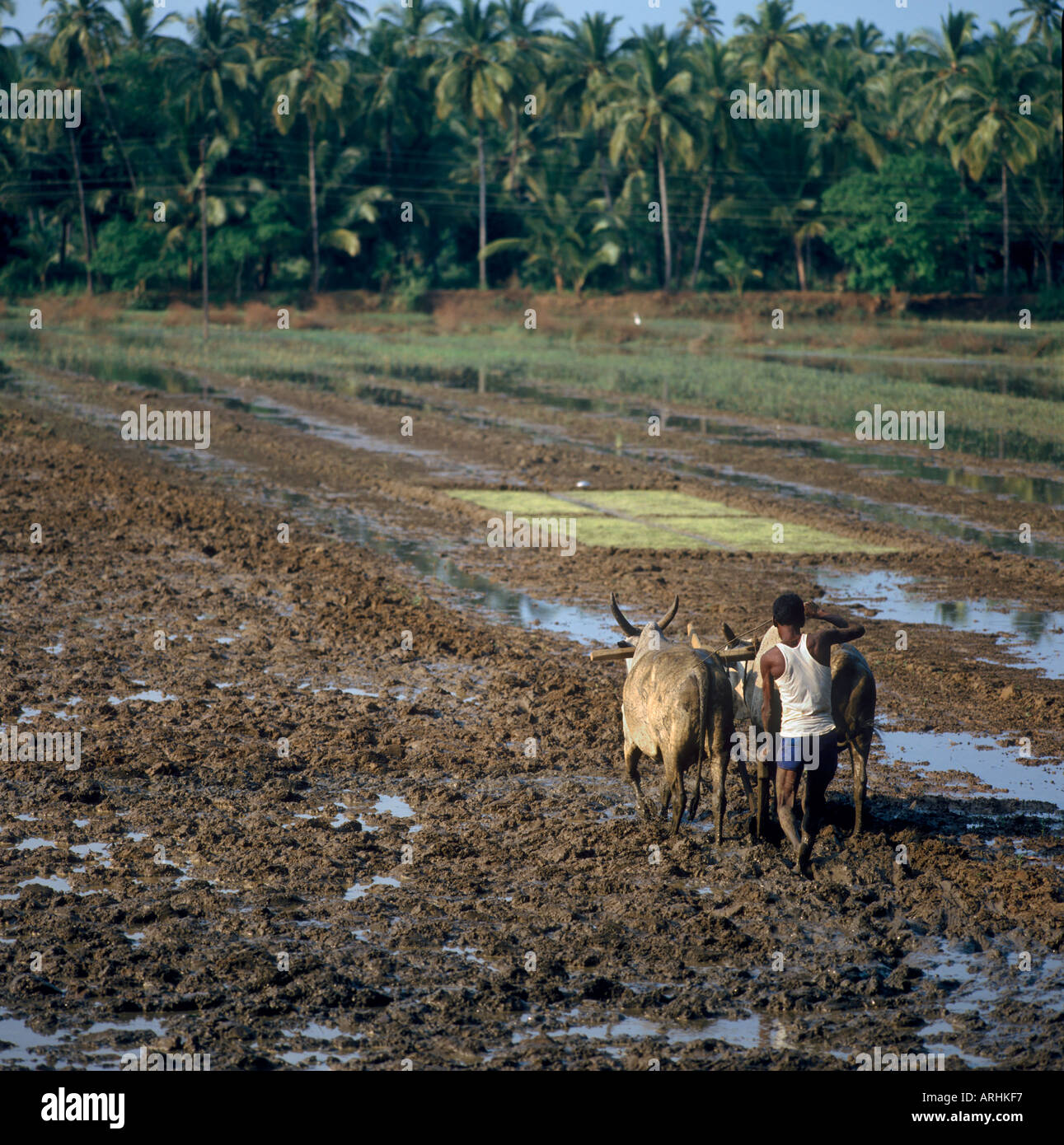 Farmer ploughing the fields with two oxen in the countryside of south Goa, India Stock Photo