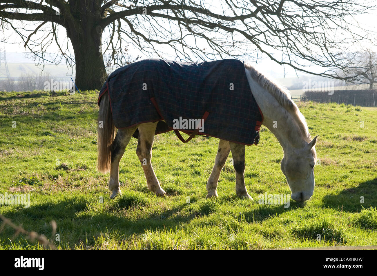 Horse in field wearing blanket Stock Photo Alamy