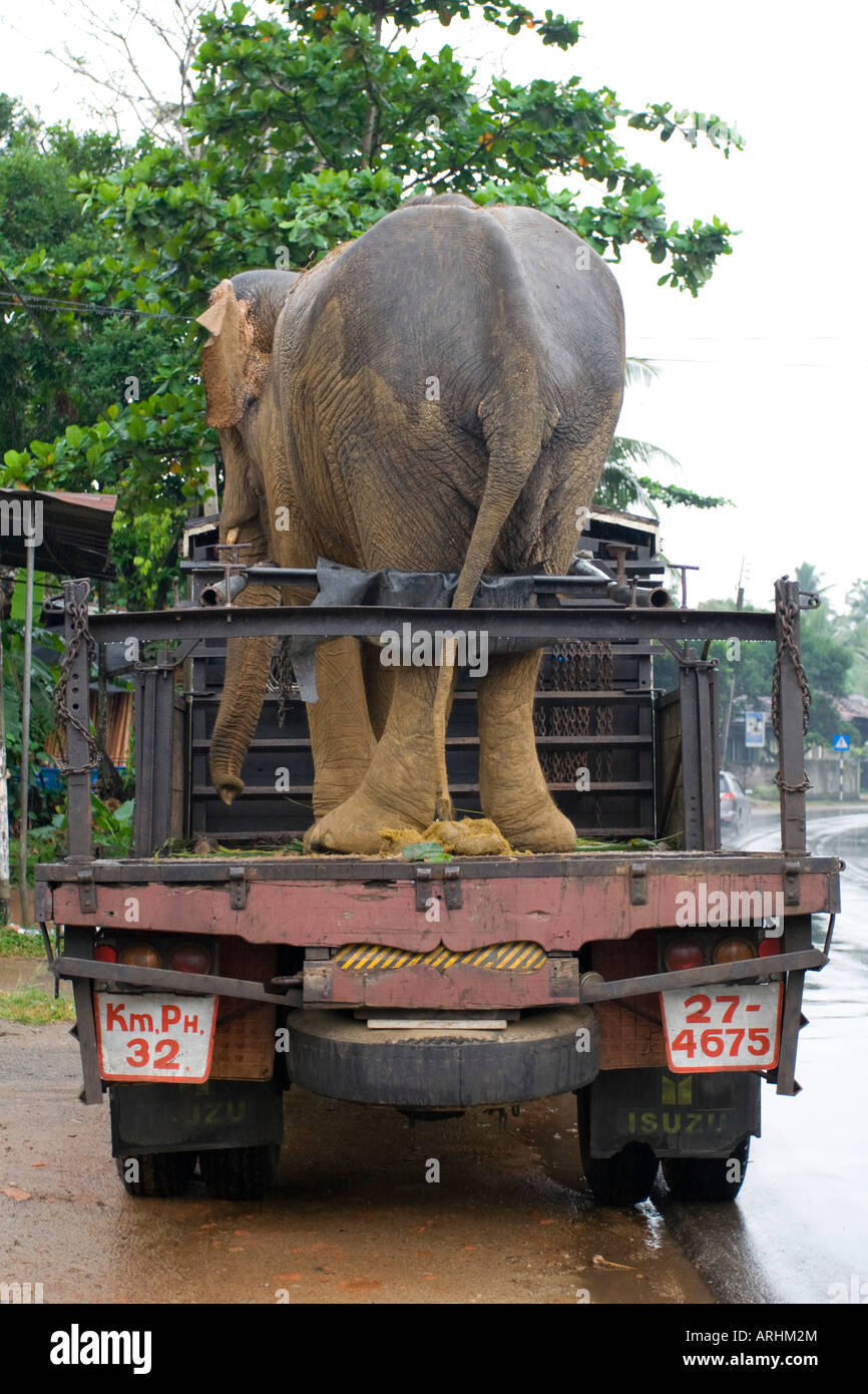 An elephant being transported on a truck Stock Photo Alamy