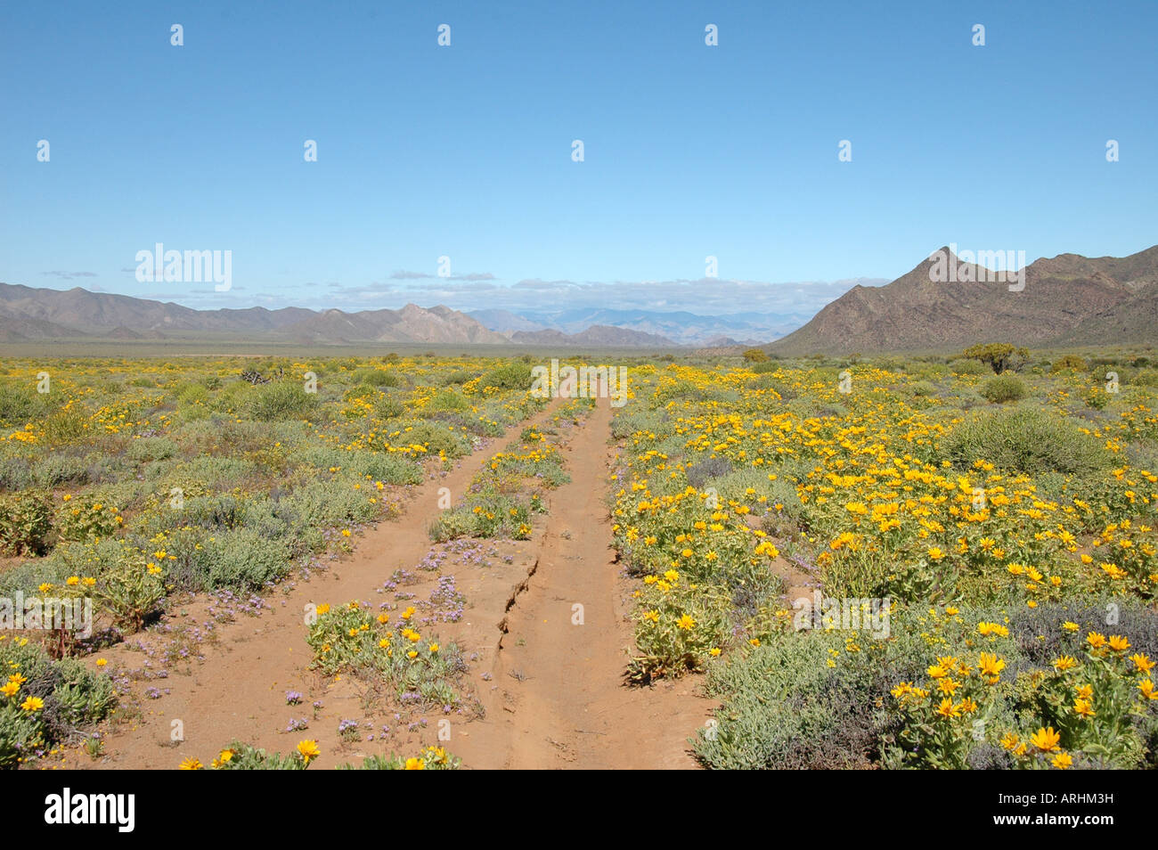 Dirt track through fields of yellow daisies near Rosh Pinah, Namibia Stock Photo