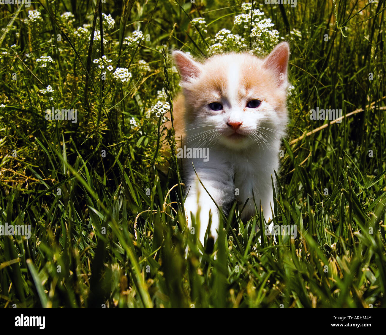 Tan and white kitten sneaks out of a flower bed through the grass
