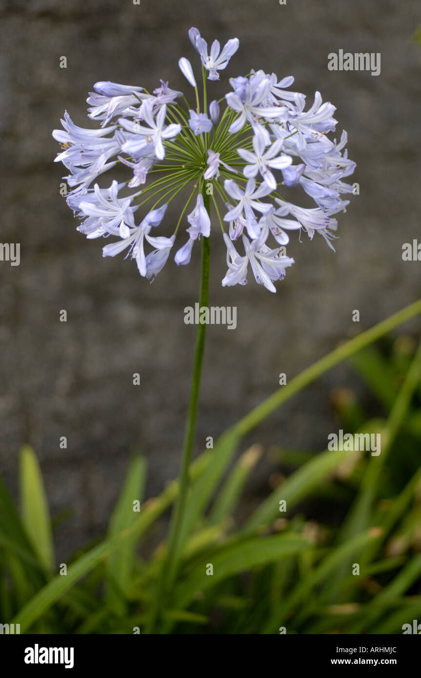 Agapanthus praecox orientalis with leaves in background Stock Photo