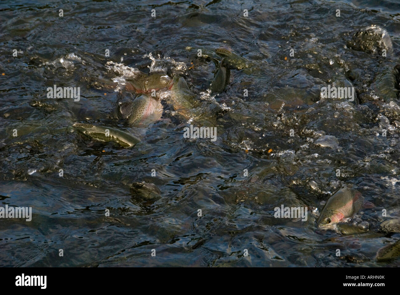 Feeding time at a Trout Farm Stock Photo