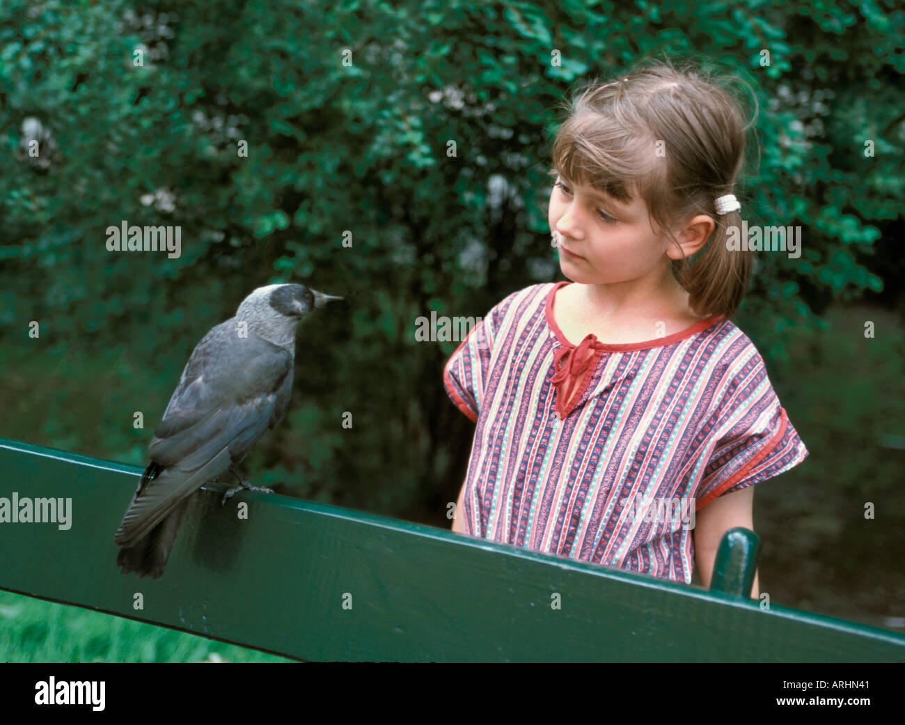 Crow with mouth open hi-res stock photography and images - Alamy