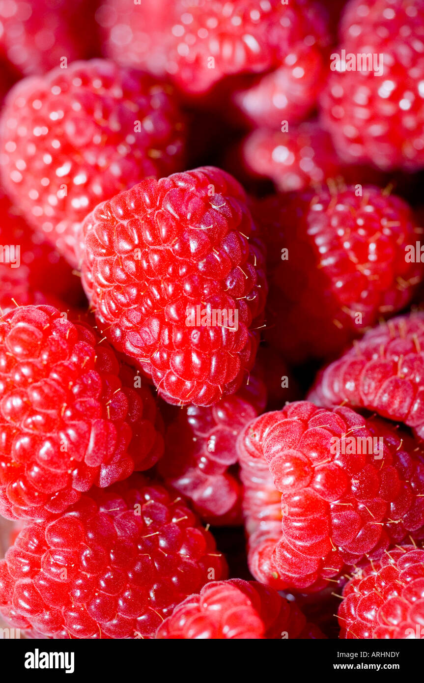 A close-up of freshly picked organic Raspberries Stock Photo