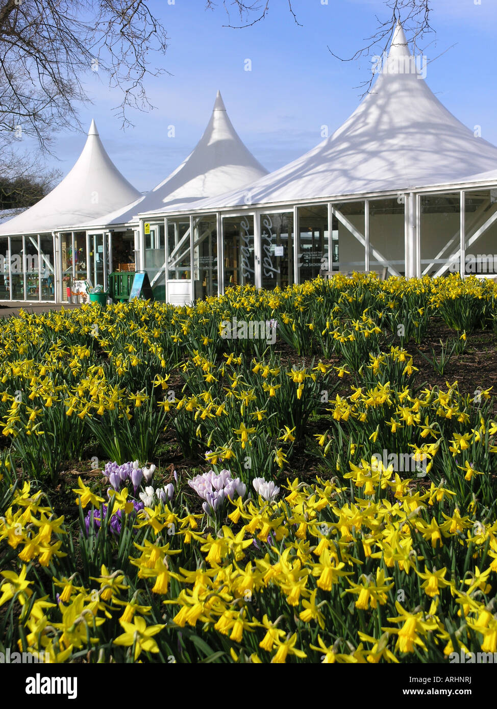 daffodil display kew botanical gardens london england Stock Photo Alamy