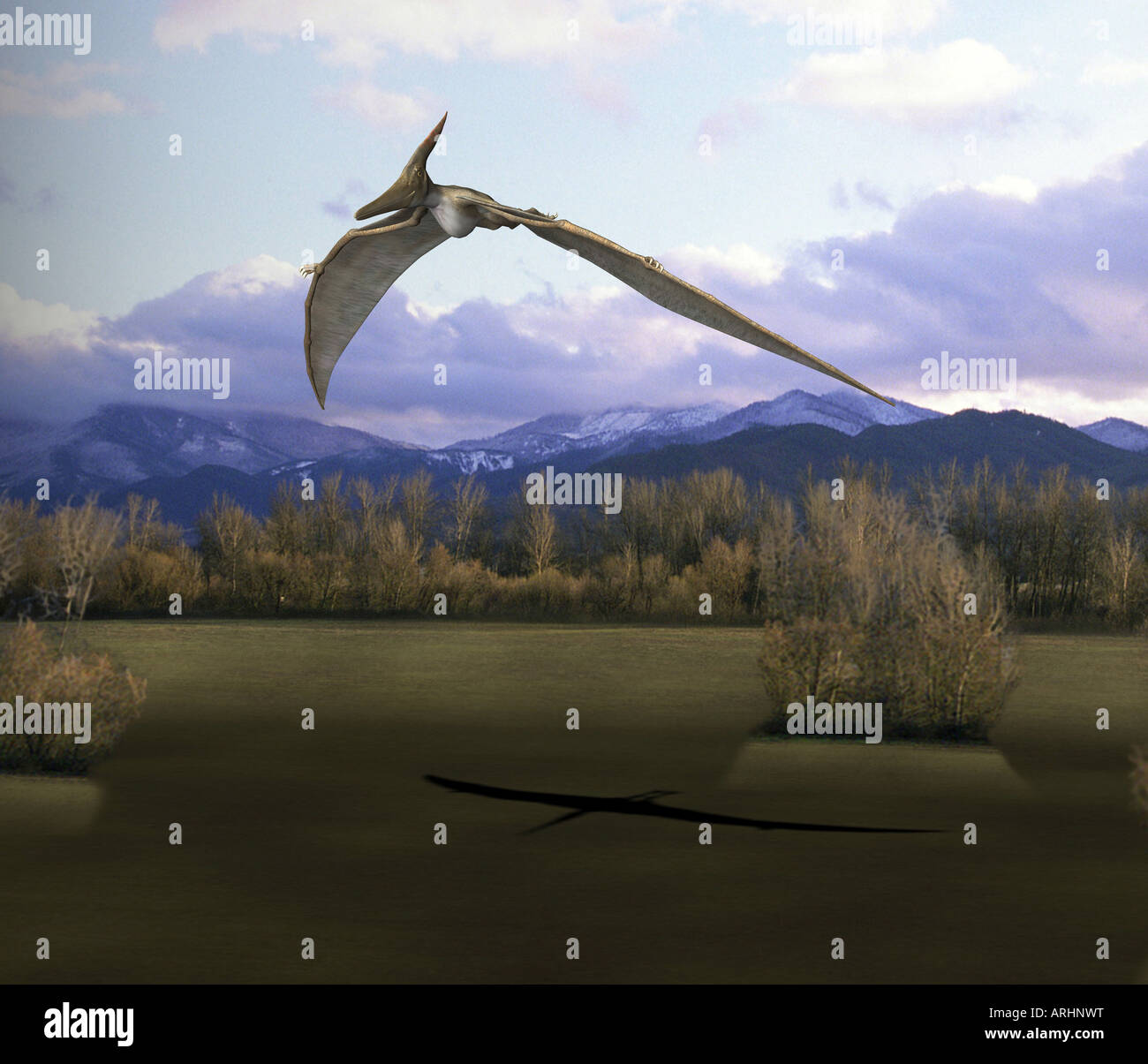 dinosaur Pteranodon Stock Photo