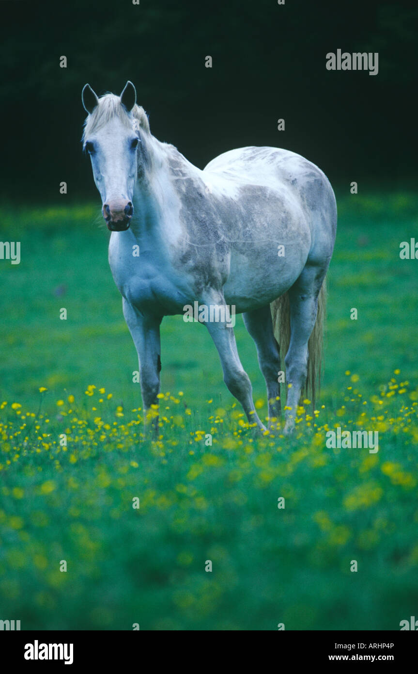 Grey Horse at dusk in buttercup meadow Stock Photo