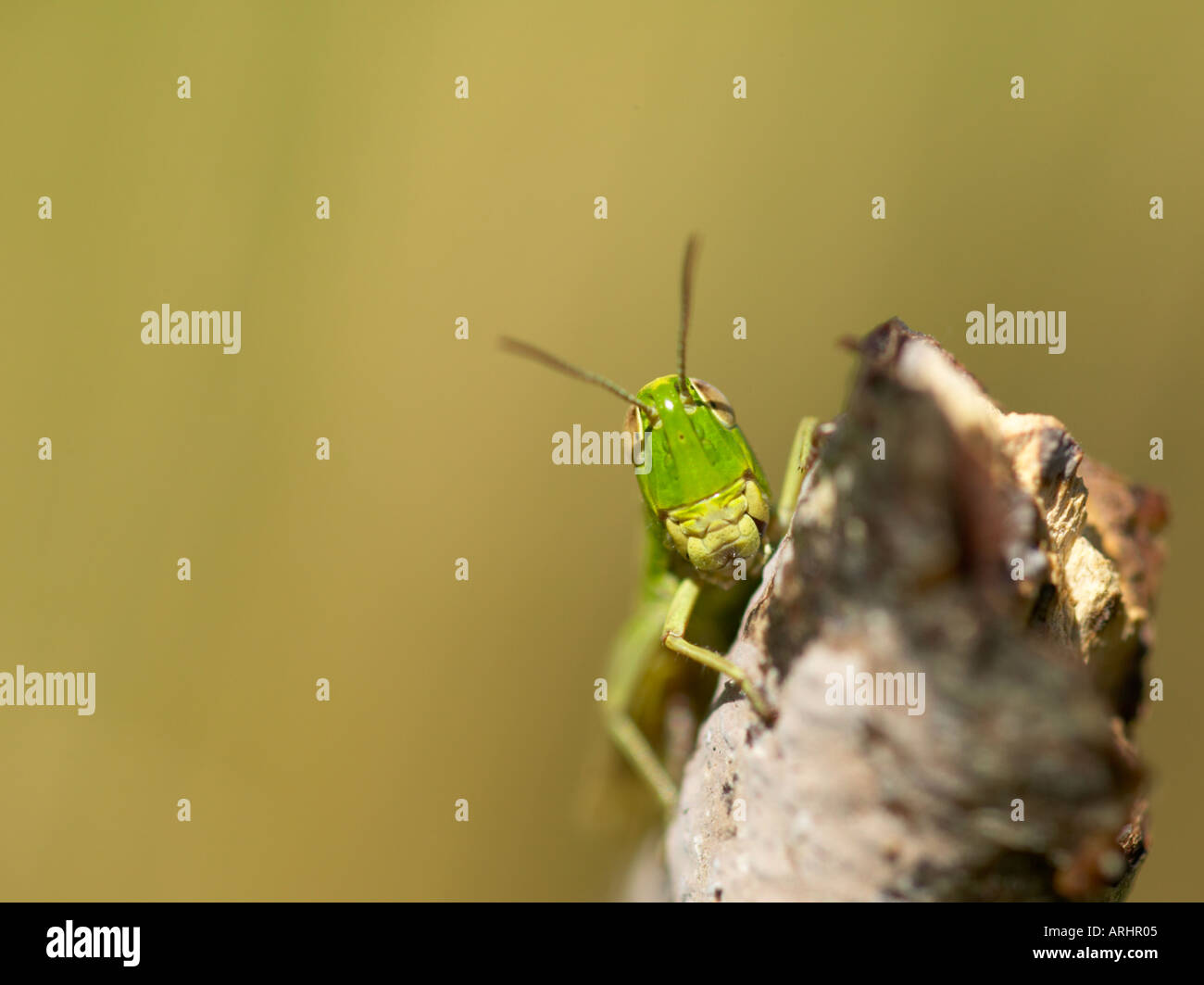 Newly emerged female Meadow Grasshopper Chorthippus parallelus Stock Photo