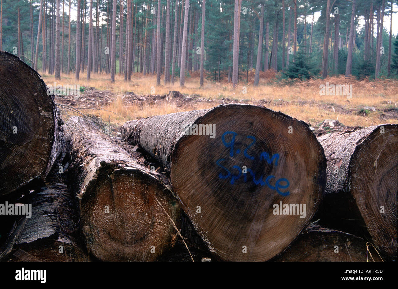 New england forest clearance hi-res stock photography and images - Alamy