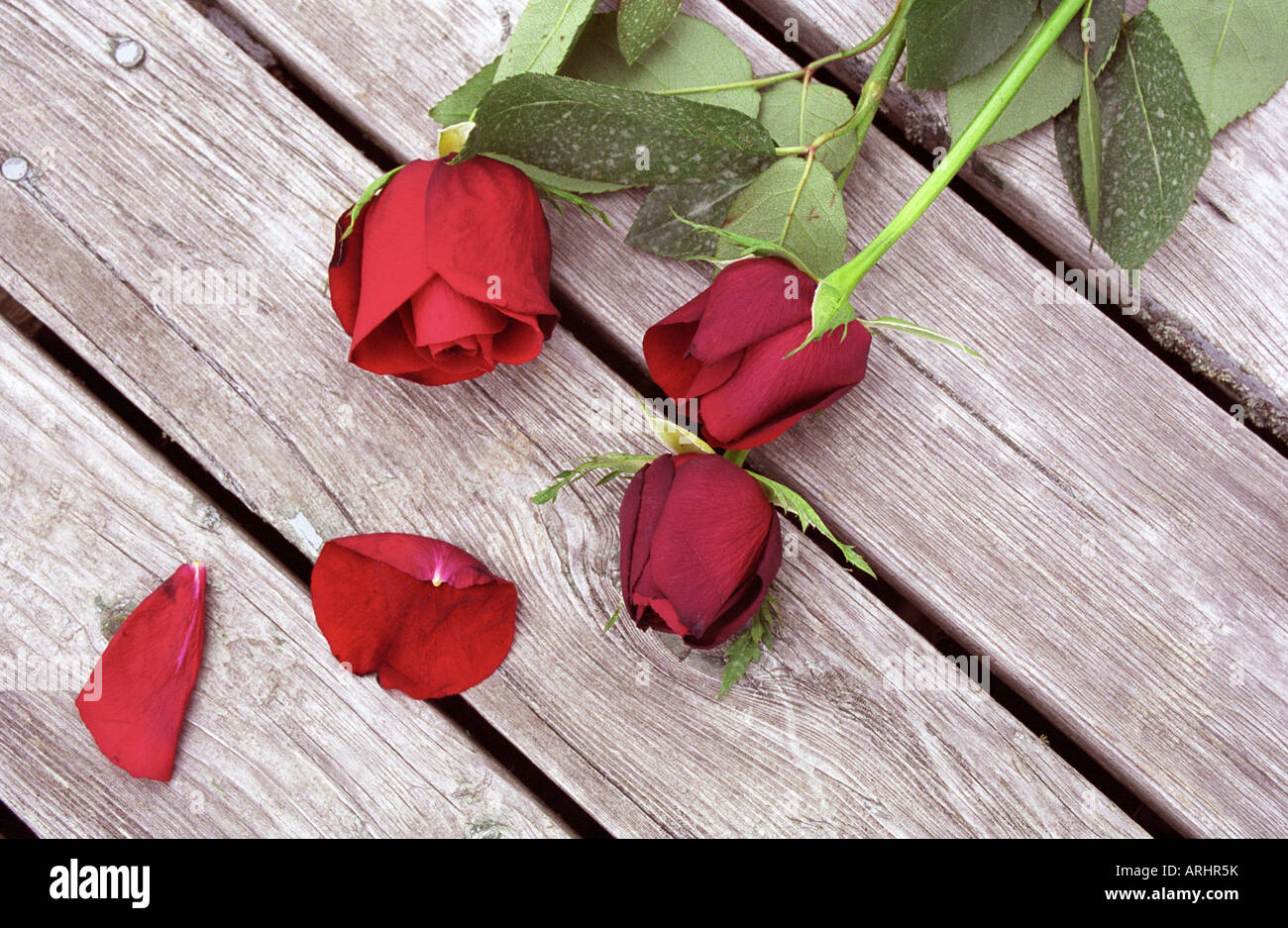Still Life of fading red roses laying on deck Stock Photo - Alamy