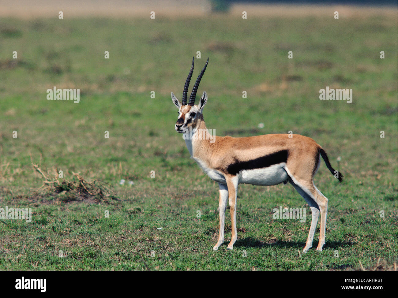 Male Thomson s Gazelle Masai Mara National Reserve Kenya East Africa ...