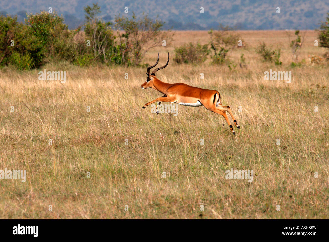 Impala Aepyceros Melampus Running Jumping Masai Mara Kenya Stock Photo