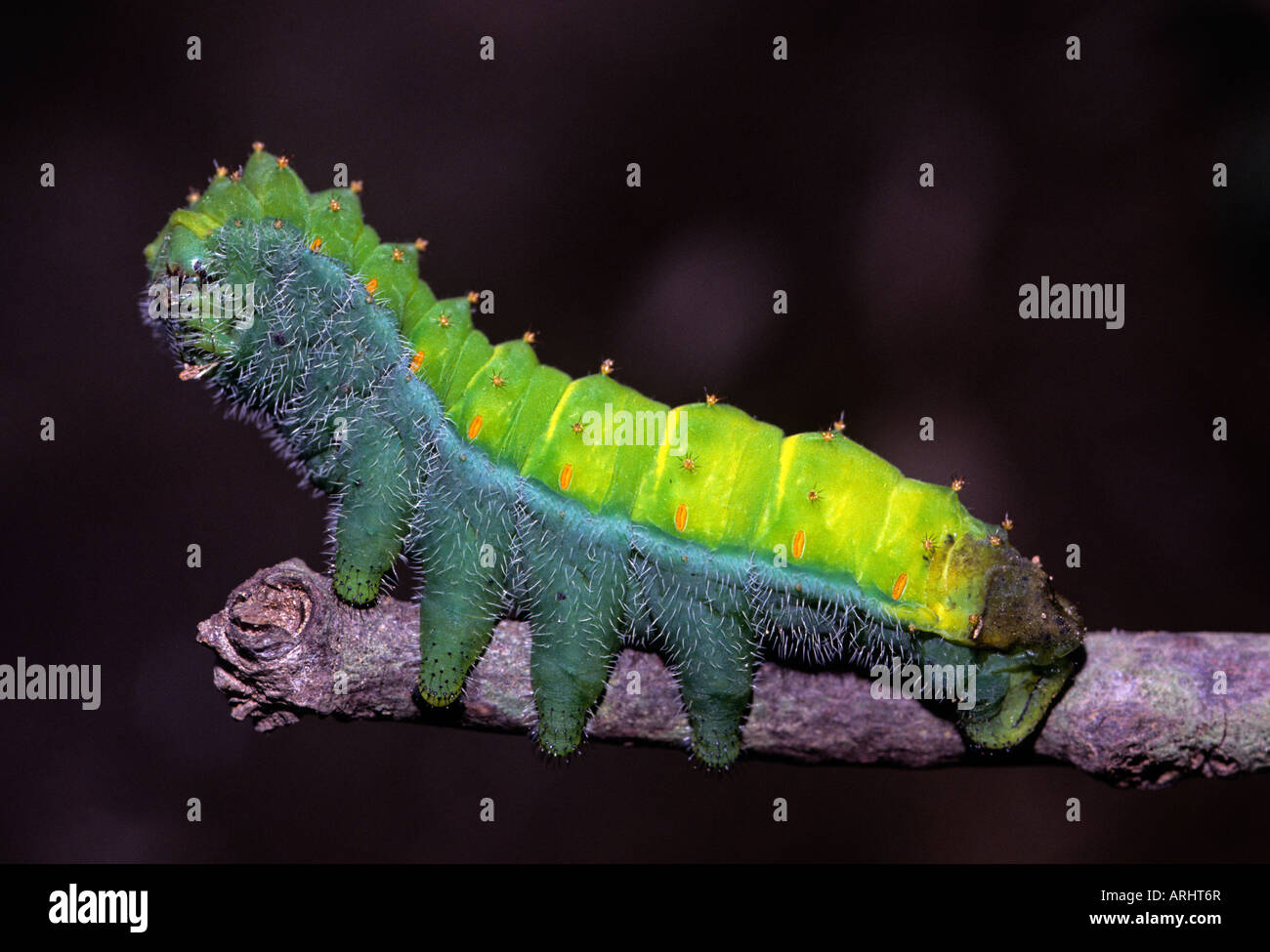 Huge rainforest caterpillar, head at left. Amazon rainforest Peru Stock