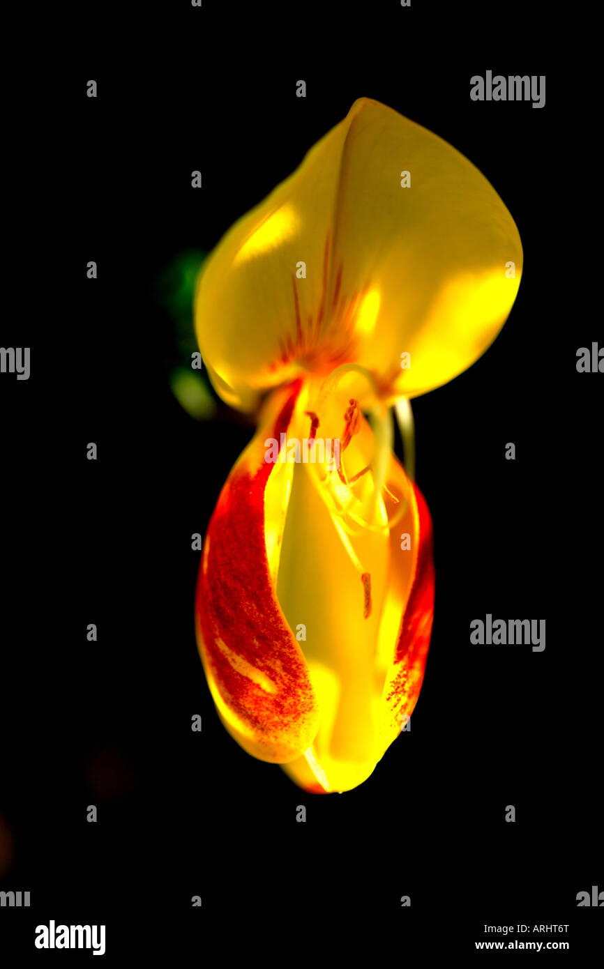 BROOM FLOWER (Cytisus scoparius,syn. Sarothamnus scoparius) Stock Photo