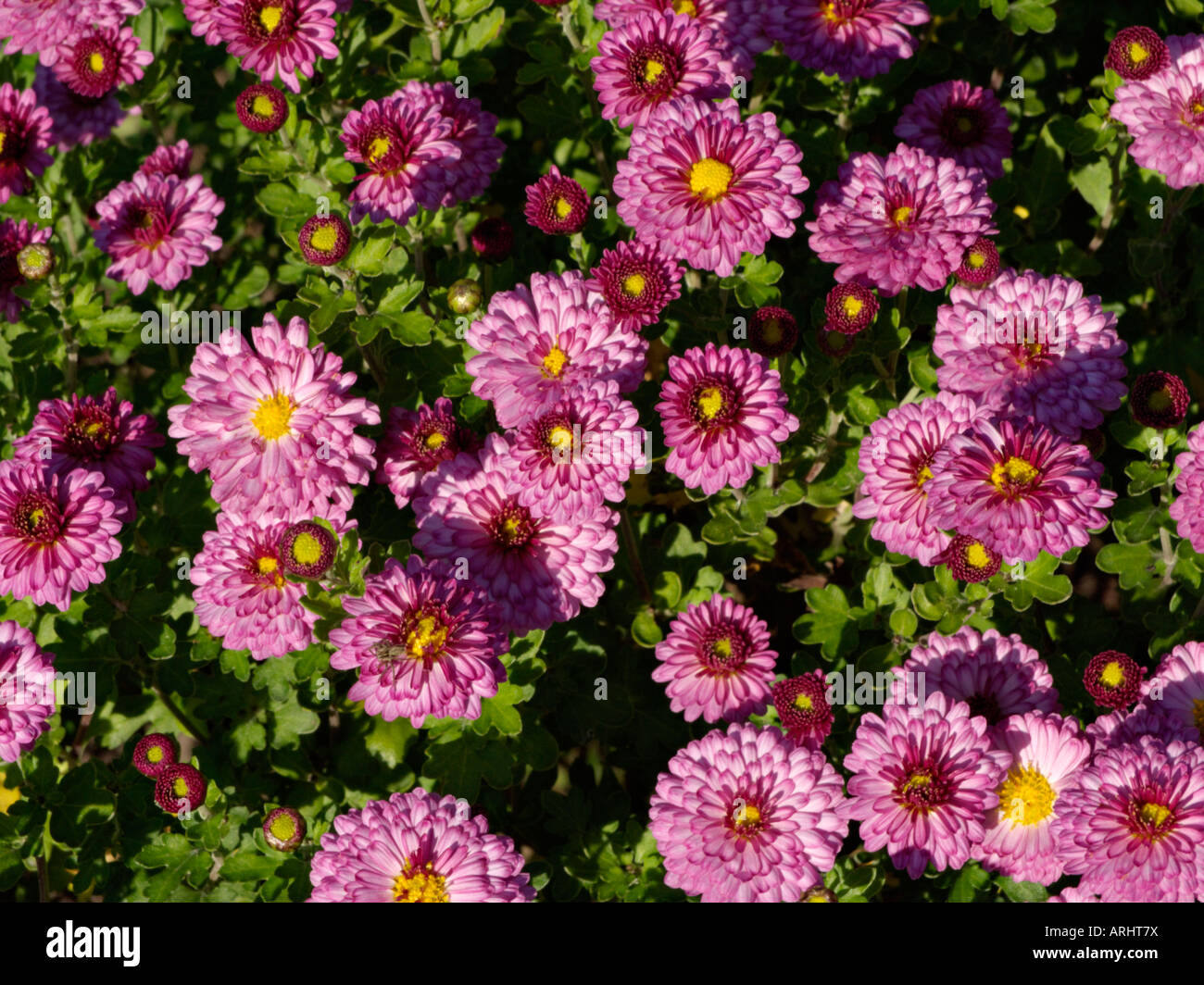 Chrysanthemum (chrysanthemum Indicum 'anastasia' Stock Photo - Alamy