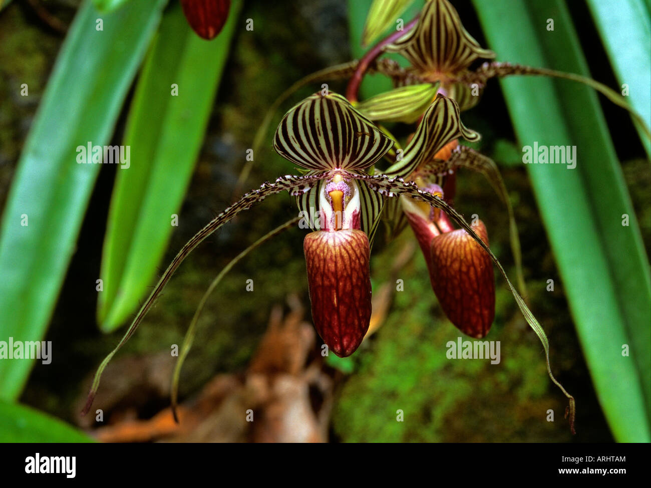 Rainforest Orchid. Paphiopedilum rothschildianum. Poring Hot Springs Sabah, Malaysia. Stock Photo