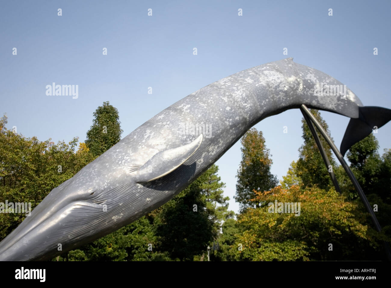 Life sizes blue steal whale at the Tokyo National Science Museum Stock Photo
